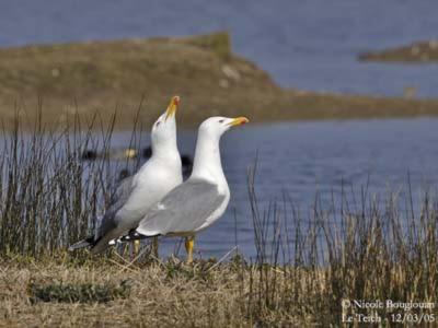 Вилла Les Mouettes Amoureuses Луаннек Экстерьер фото